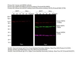 Invitrogen Goat anti-Human IgG (H+L) Cross-Adsorbed Secondary Antibody,