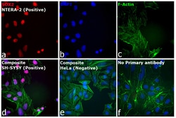 Invitrogen Goat anti-Rat IgG (H+L) Cross-Adsorbed Secondary Antibody, Alexa