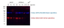 Invitrogen Goat anti-Rat IgG (H+L) Cross-Adsorbed Secondary Antibody, Alexa