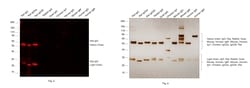 Invitrogen Goat anti-Rat IgG (H+L) Cross-Adsorbed Secondary Antibody, Alexa