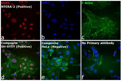 Invitrogen™ Goat anti-Rat IgG (H+L) Cross-Adsorbed Secondary Antibody, Alexa Fluor™ 680