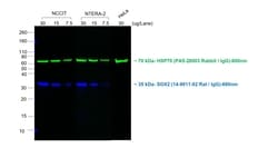 Invitrogen Goat anti-Rat IgG (H+L) Cross-Adsorbed Secondary Antibody, Alexa
