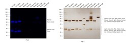 Invitrogen Goat anti-Rat IgG (H+L) Cross-Adsorbed Secondary Antibody, Alexa