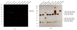Invitrogen™ Goat anti-Chicken IgY (H+L) Cross-Adsorbed Secondary Antibody, Alexa Fluor™ 633