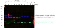 Invitrogen Goat anti-Chicken IgY (H+L) Cross-Adsorbed Secondary Antibody,