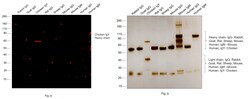 Invitrogen Goat anti-Chicken IgY (H+L) Cross-Adsorbed Secondary Antibody,