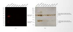 Invitrogen Goat anti-Guinea Pig IgG (H+L) Highly Cross-Adsorbed Secondary