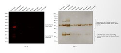 Invitrogen Goat anti-Guinea Pig IgG (H+L) Highly Cross-Adsorbed Secondary