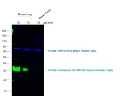Invitrogen Goat anti-Syrian Hamster IgG (H+L) Cross-Adsorbed Secondary