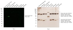 Invitrogen Goat anti-Syrian Hamster IgG (H+L) Cross-Adsorbed Secondary
