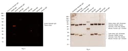 Invitrogen Goat anti-Syrian Hamster IgG (H+L) Cross-Adsorbed Secondary