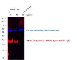Invitrogen Goat anti-Syrian Hamster IgG (H+L) Cross-Adsorbed Secondary