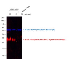 Invitrogen Goat anti-Syrian Hamster IgG (H+L) Cross-Adsorbed Secondary