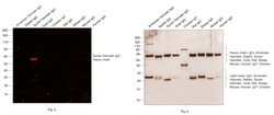 Invitrogen Goat anti-Syrian Hamster IgG (H+L) Cross-Adsorbed Secondary