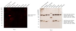 Invitrogen Goat anti-Syrian Hamster IgG (H+L) Cross-Adsorbed Secondary