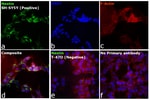 Thumbnail_Invitrogen Goat anti-Mouse IgG1 Cross-Adsorbed Secondary Antibody, Alexa