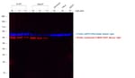 Thumbnail_Invitrogen Goat anti-Mouse IgG1 Cross-Adsorbed Secondary Antibody, Alexa