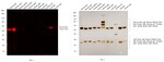 Thumbnail_Invitrogen Goat anti-Mouse IgG1 Cross-Adsorbed Secondary Antibody, Alexa