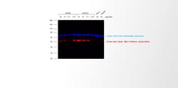 Invitrogen Goat anti-Mouse IgG2a Cross-Adsorbed Secondary Antibody, Alexa