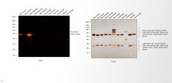 Invitrogen Goat anti-Mouse IgG2a Cross-Adsorbed Secondary Antibody, Alexa