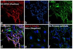 Invitrogen Goat anti-Mouse IgG2a Cross-Adsorbed Secondary Antibody, Alexa