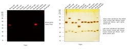 Invitrogen™ Goat anti-Mouse IgG2a Cross-Adsorbed Secondary Antibody, Alexa Fluor™ 568