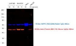 Invitrogen Goat anti-Mouse IgG2a Cross-Adsorbed Secondary Antibody, Alexa
