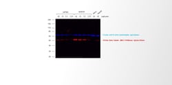 Invitrogen Goat anti-Mouse IgG2a Cross-Adsorbed Secondary Antibody, Alexa