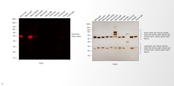 Invitrogen Goat anti-Mouse IgG2a Cross-Adsorbed Secondary Antibody, Alexa