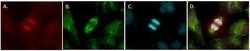 Invitrogen Goat anti-Mouse IgG2a Cross-Adsorbed Secondary Antibody, Alexa
