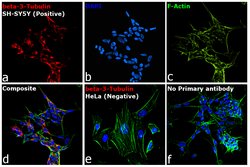 Invitrogen™ Goat anti-Mouse IgG2a Cross-Adsorbed Secondary Antibody, Alexa Fluor™ 633