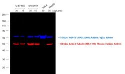 Invitrogen Goat anti-Mouse IgG2a Cross-Adsorbed Secondary Antibody, Alexa