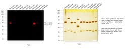 Invitrogen Goat anti-Mouse IgG2a Cross-Adsorbed Secondary Antibody, Alexa