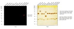 Invitrogen™ Goat anti-Mouse IgG2b Cross-Adsorbed Secondary Antibody, Alexa Fluor™ 546