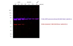 Invitrogen Goat anti-Mouse IgG2b Cross-Adsorbed Secondary Antibody, Alexa Fluor 546 500 &mu;g | Buy Online | Invitrogen&trade; | Fisher Scientific