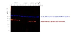 Invitrogen Goat anti-Mouse IgG2b Cross-Adsorbed Secondary Antibody, Alexa