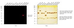 Invitrogen Goat anti-Mouse IgG2b Cross-Adsorbed Secondary Antibody, Alexa