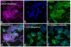 Invitrogen Goat anti-Mouse IgG2b Secondary Antibody, Alexa Fluor 633 500