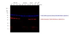 Invitrogen Goat anti-Mouse IgG2b Secondary Antibody, Alexa Fluor 633 500