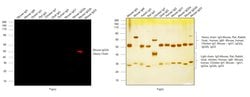 Goat anti-Mouse IgG2b Secondary Antibody, Alexa Fluor™ 633, Invitrogen™