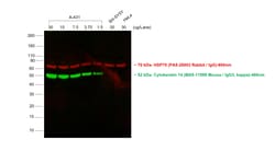 Invitrogen Goat anti-Mouse IgG3 Cross-Adsorbed Secondary Antibody, Alexa