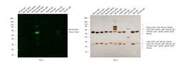 Invitrogen Goat anti-Mouse IgG3 Cross-Adsorbed Secondary Antibody, Alexa