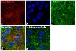 Invitrogen Goat anti-Mouse IgG3 Cross-Adsorbed Secondary Antibody, Alexa