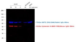 Invitrogen Goat anti-Mouse IgG3 Cross-Adsorbed Secondary Antibody, Alexa