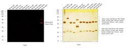 Invitrogen Goat anti-Mouse IgG3 Cross-Adsorbed Secondary Antibody, Alexa