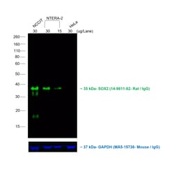 Invitrogen&trade;&nbsp;Rabbit anti-Rat IgG (H+L) Cross-Adsorbed Secondary Antibody, Alexa Fluor&trade; 488