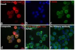 Invitrogen Goat anti-Human IgM (Heavy chain) Cross-Adsorbed Secondary Antibody,