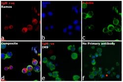 Invitrogen Goat anti-Human IgM (Heavy chain) Cross-Adsorbed Secondary Antibody,