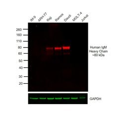 Invitrogen Goat anti-Human IgM (Heavy chain) Cross-Adsorbed Secondary Antibody,