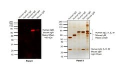 Invitrogen Goat anti-Human IgM (Heavy chain) Cross-Adsorbed Secondary Antibody,